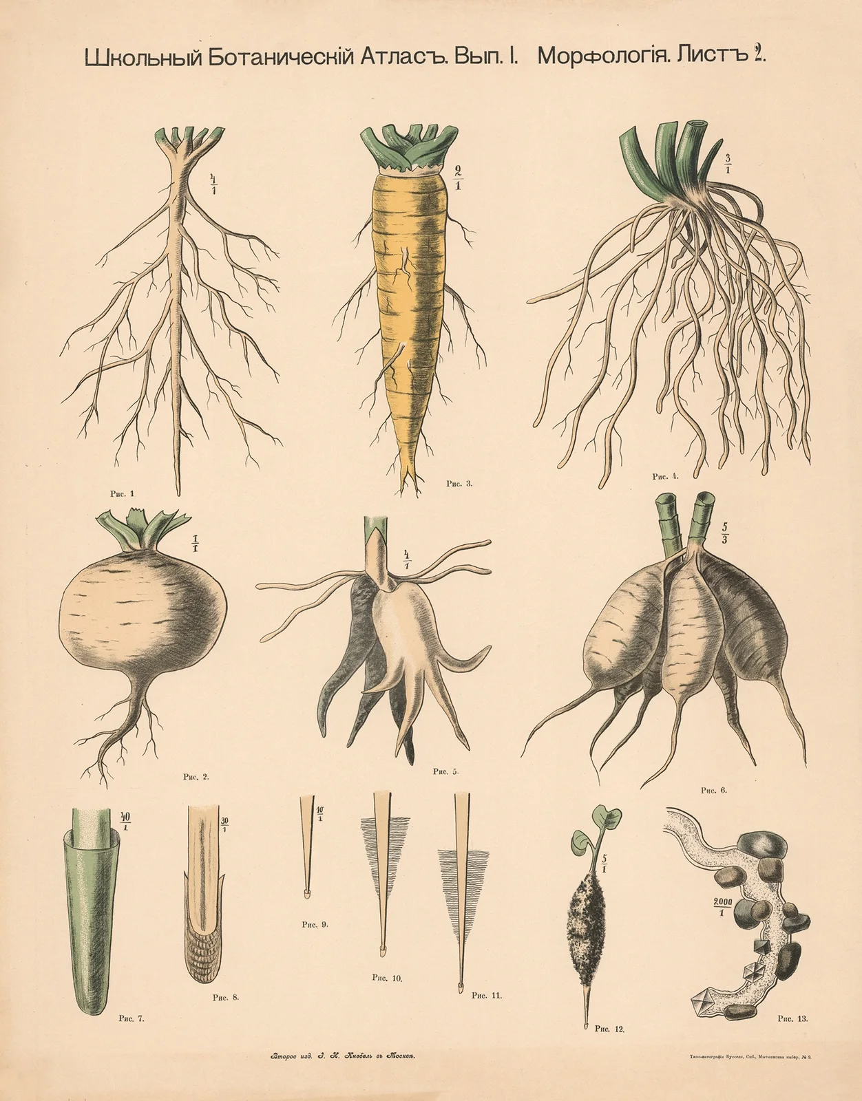 The root av Alexander-Paul Henckel