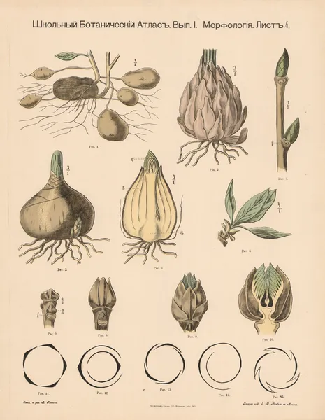 Tubers, etc. av Alexander-Paul Henckel