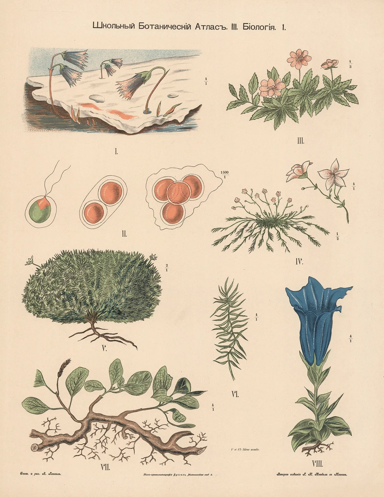 Tundra plants av Alexander-Paul Henckel
