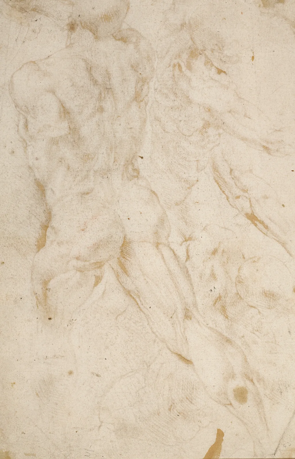 Anatomical Studies av Peter Paul Rubens