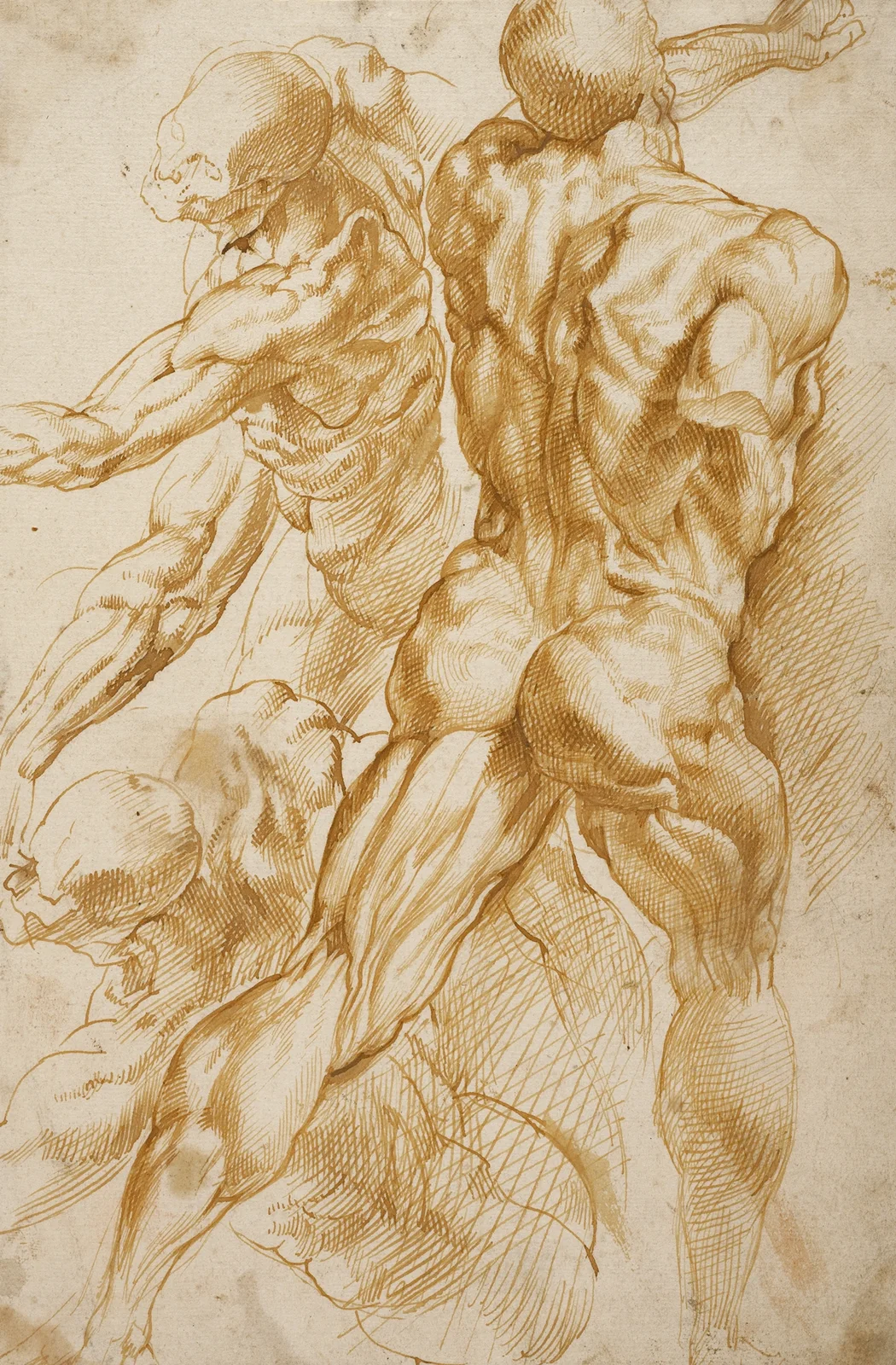 Anatomical Studies av Peter Paul Rubens