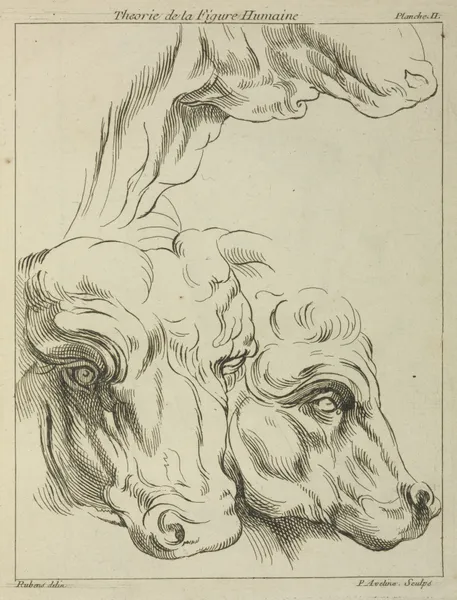 Heads and necks of two bovines; portion of neck of a third av Peter Paul Rubens