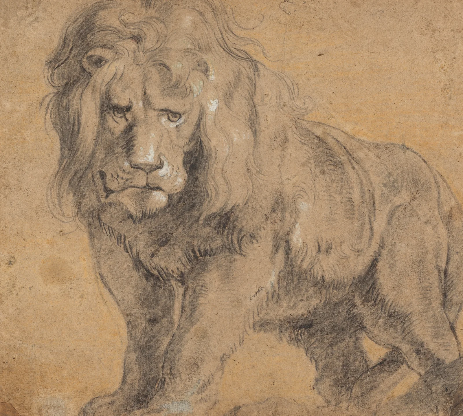 Lion av Peter Paul Rubens