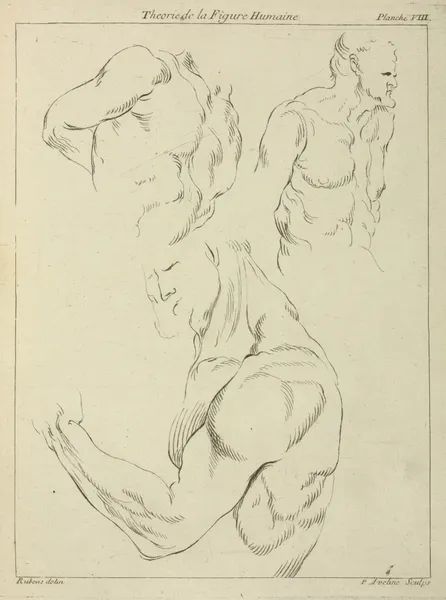 Studies of a man’s chest, biceps, and shoulders av Peter Paul Rubens