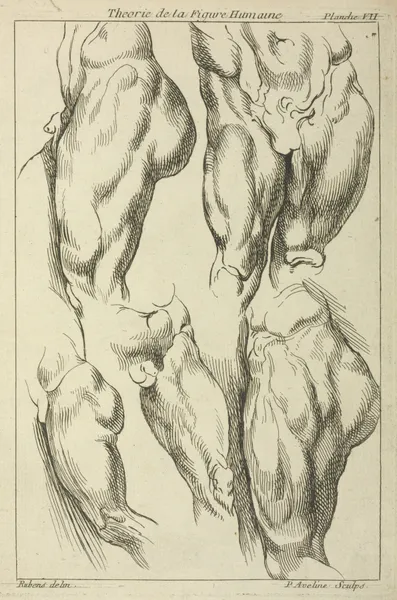 Studies of male loins av Peter Paul Rubens