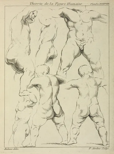Studies of male torsos av Peter Paul Rubens