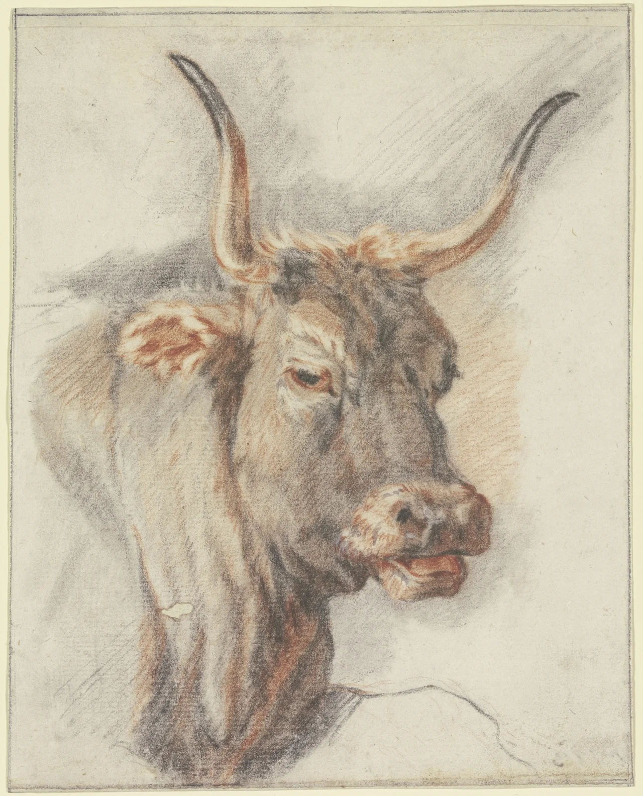 An ox head av Paulus Potter