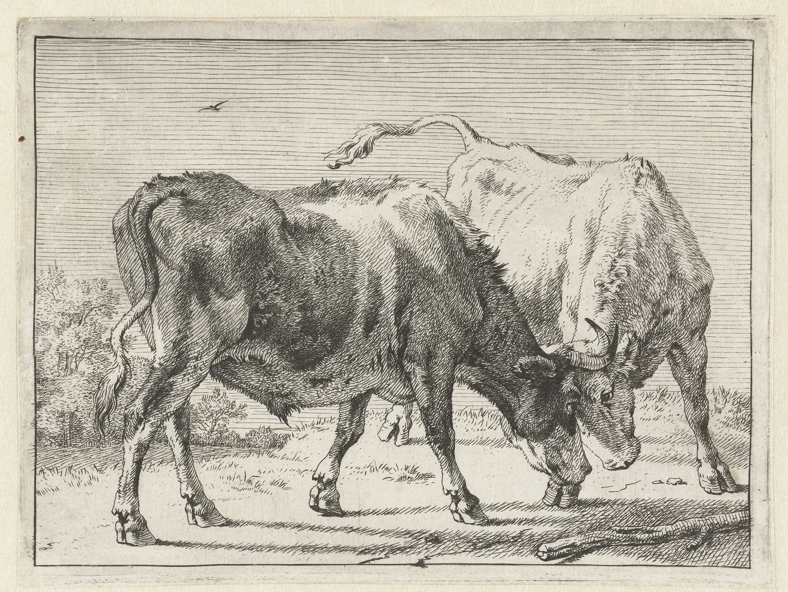 Two fighting bulls av Paulus Potter