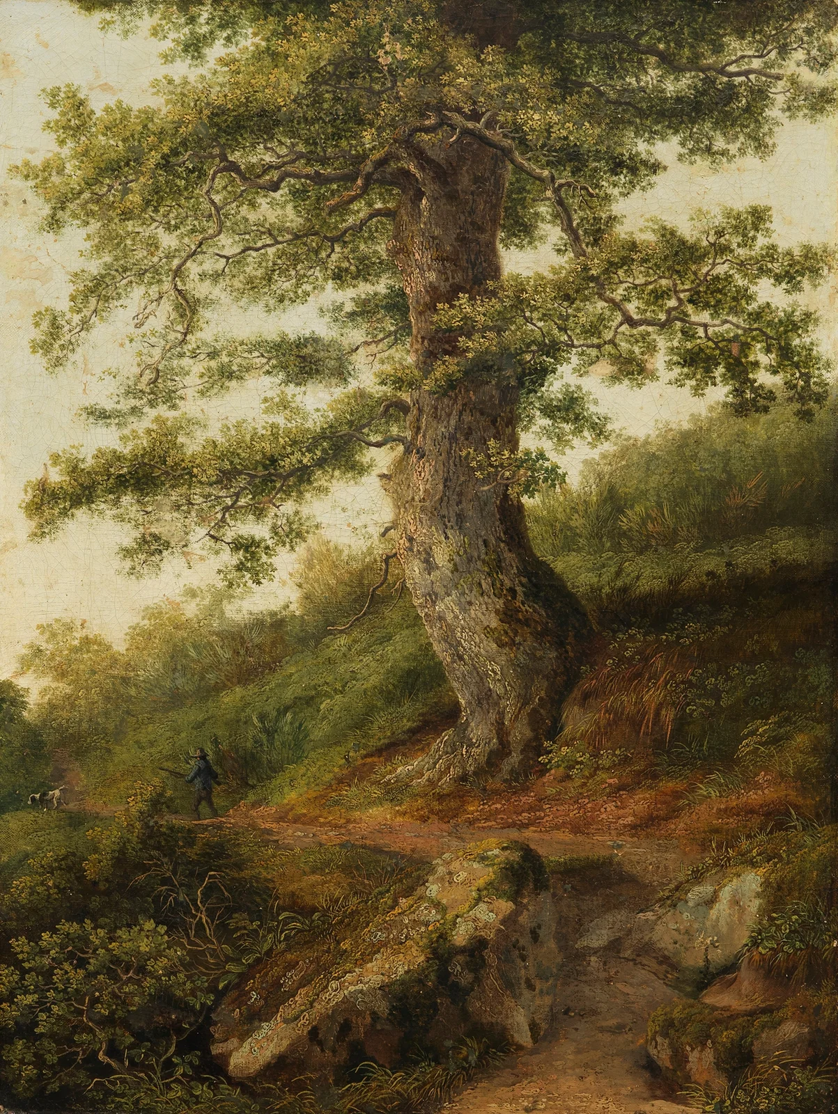 Alter Olivenbaum bei Camaldoli av Jacob Philipp Hackert