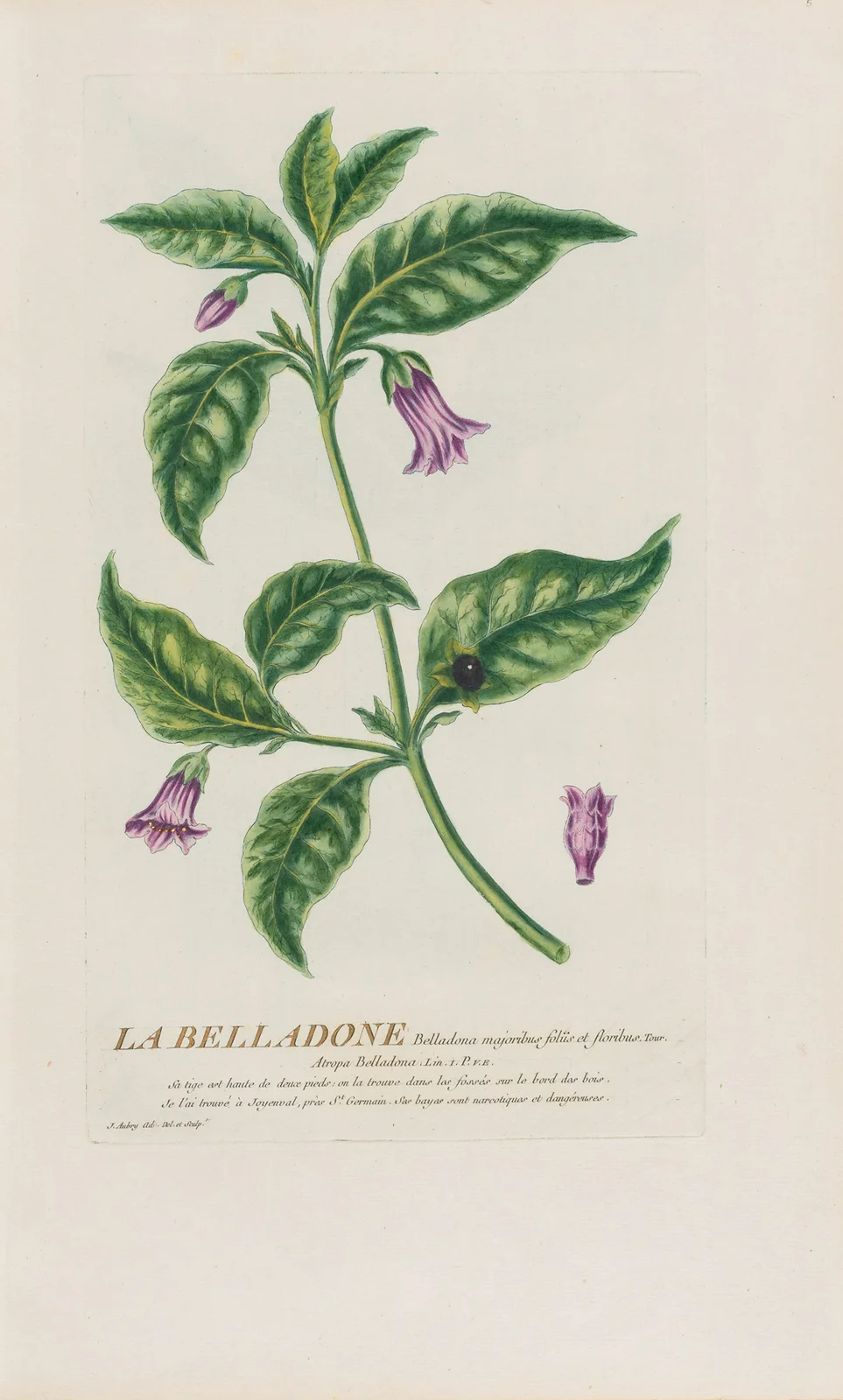 La Belladone av Pierre Philippe Alyon