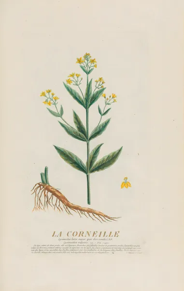 La Corneille av Pierre Philippe Alyon