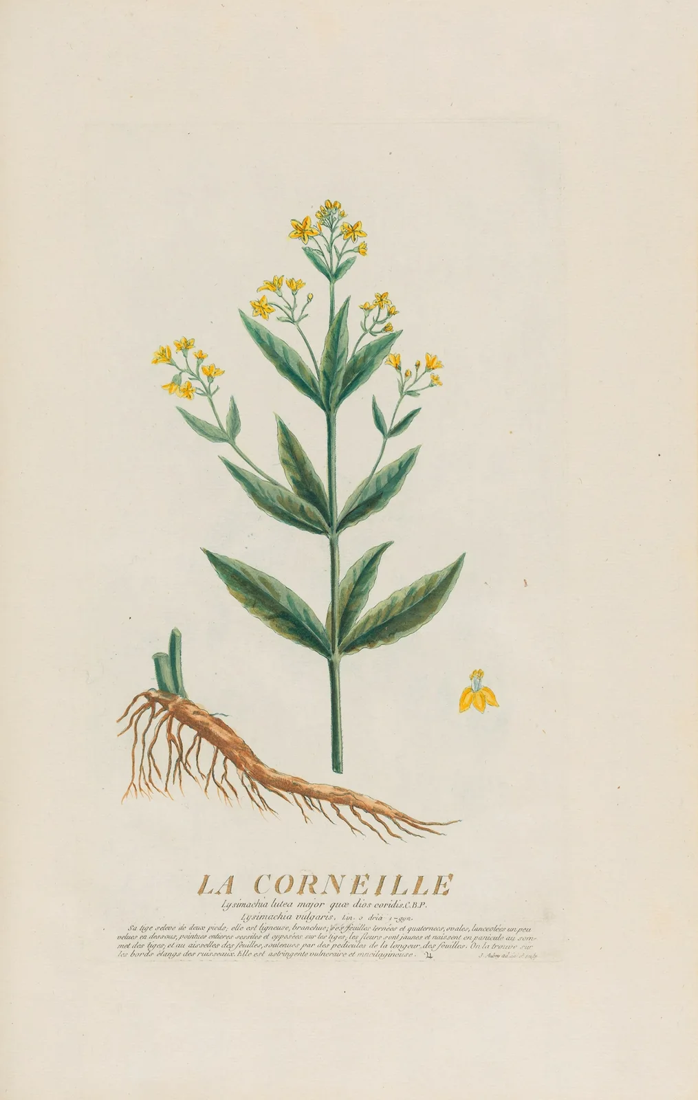 La Corneille av Pierre Philippe Alyon