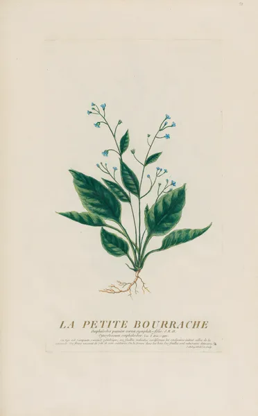 La Petite Bourrache av Pierre Philippe Alyon