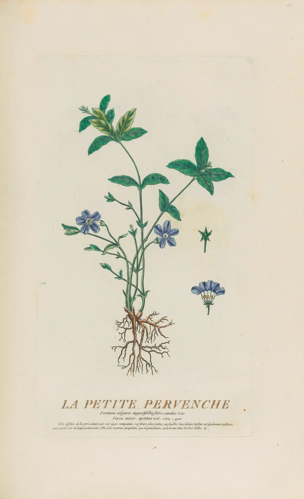La Petite Pervenche av Pierre Philippe Alyon