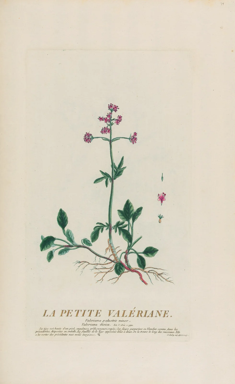 La Petite Valériane av Pierre Philippe Alyon