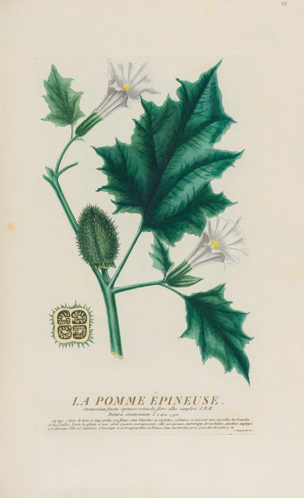 La Pomme Épineuse av Pierre Philippe Alyon
