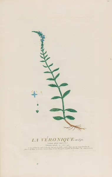 La Véronique en Épi av Pierre Philippe Alyon