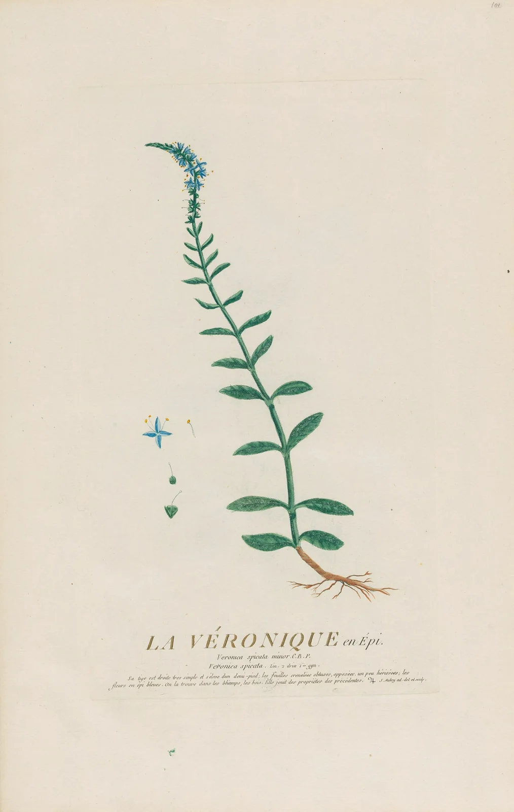 La Véronique en Épi av Pierre Philippe Alyon