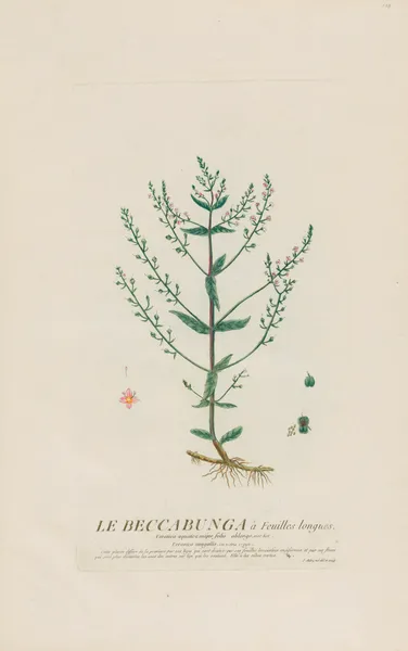 Le Beccabunga à Feuilles longues av Pierre Philippe Alyon