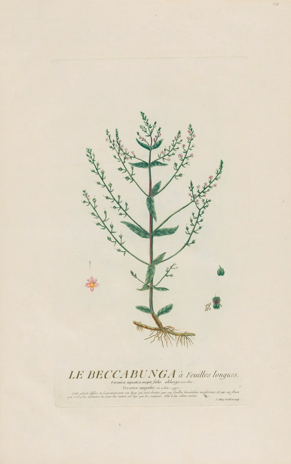 Le Beccabunga à Feuilles longues av Pierre Philippe Alyon