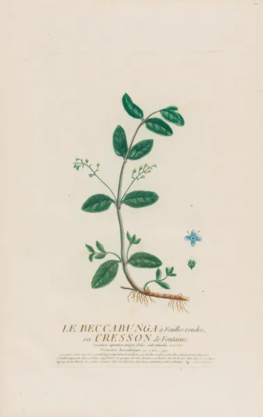 Le Beccabunga à Feuilles rondes, ou Cresson de Fontaine av Pierre Philippe Alyon