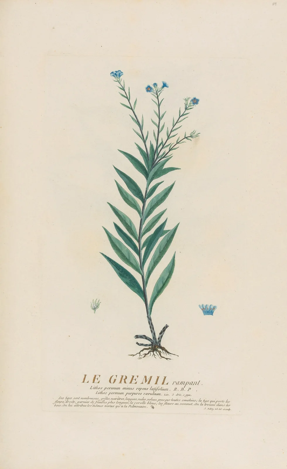 Le Gremil rampant av Pierre Philippe Alyon
