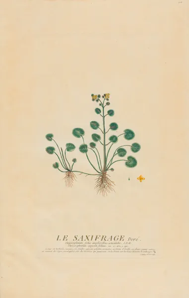 Le Saxifrage Dorè av Pierre Philippe Alyon