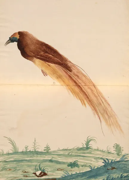 Oiseaux de la Ménagerie du Roi Pl.60 av Pieter Boel