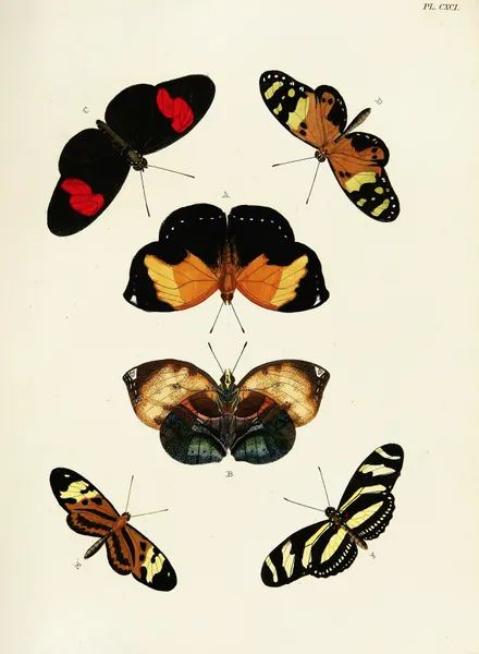 Foreign butterflies occurring in the three continents Asia, Africa and America Pl.438 av Pieter Cramer