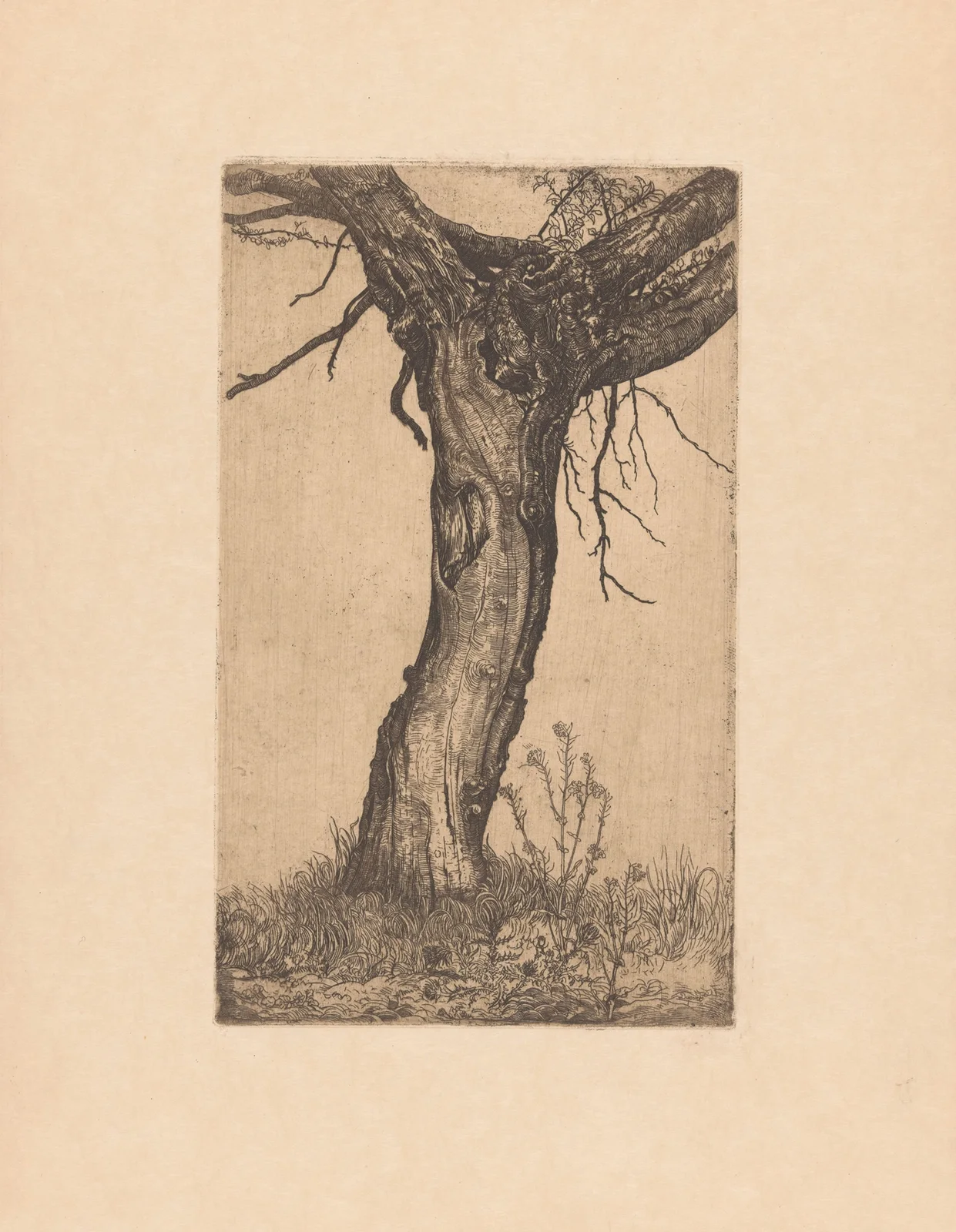 Wilg, 1896 – nr 1 av Pieter Dupont