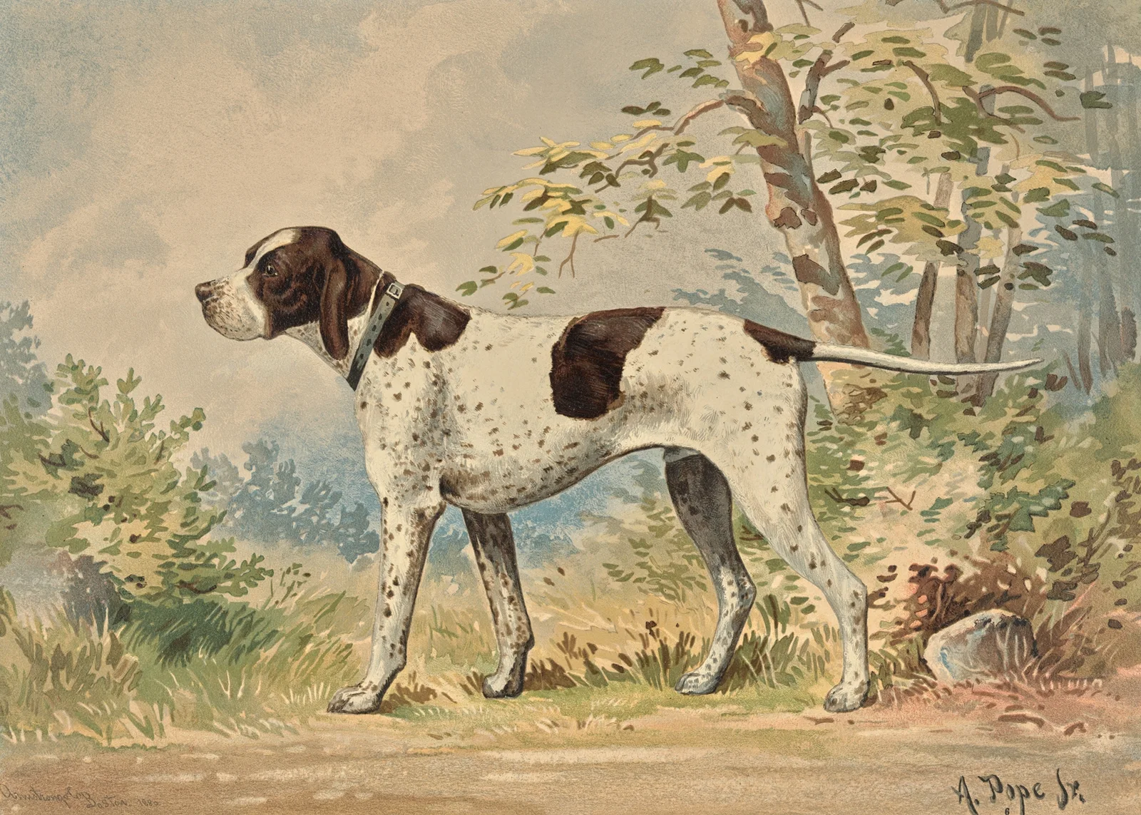 Standing English Pointer, facing left av Alexander Pope Jr.