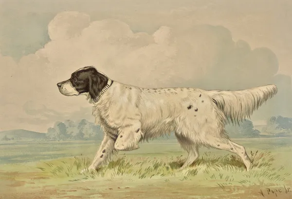 Standing Spotted Retriever, pointing left av Alexander Pope Jr.