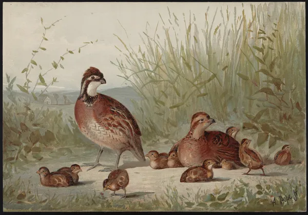 The American quail (Ortyx virginianus) av Alexander Pope Jr.