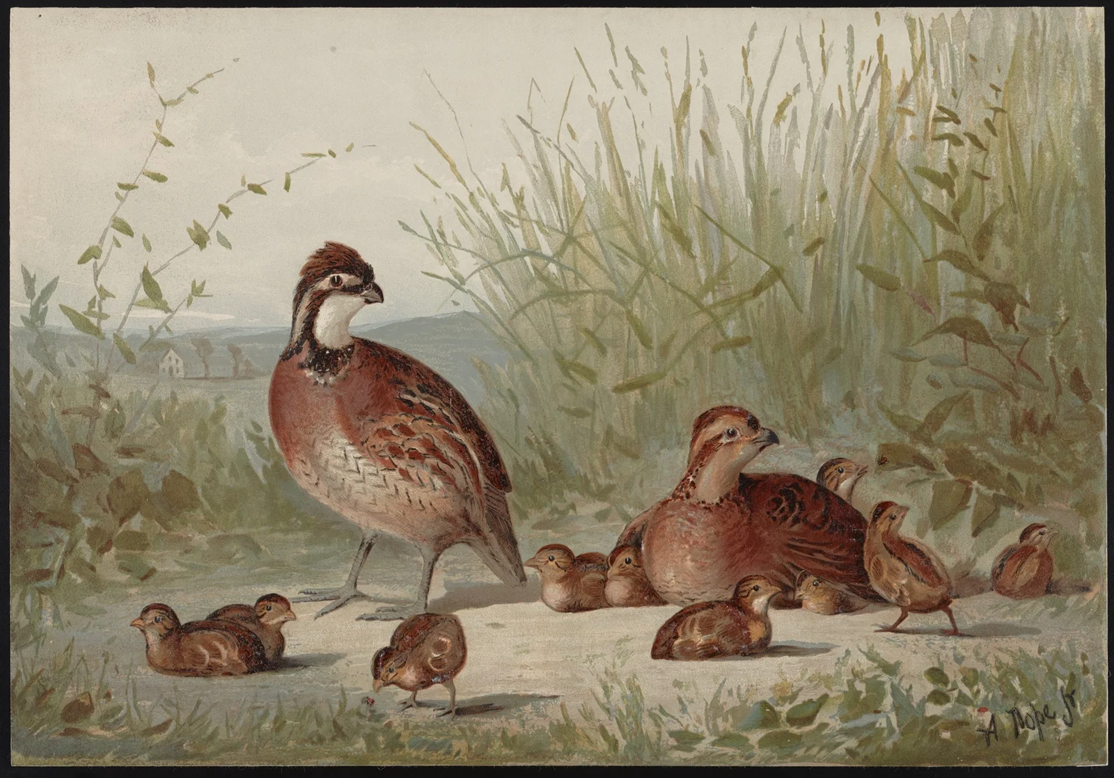 The American quail (Ortyx virginianus) av Alexander Pope Jr.