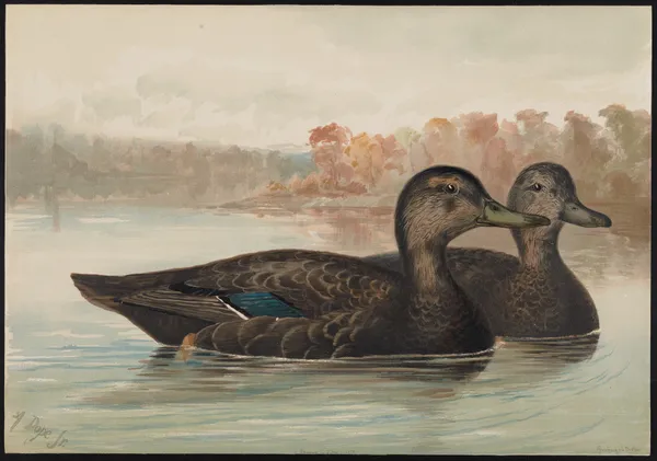 The black duck (Anas obscura) av Alexander Pope Jr.