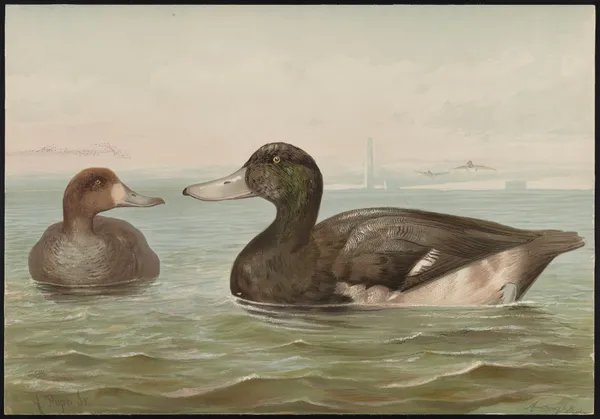 The blue-bill, or scaup duck (Fuligula marila) av Alexander Pope Jr.