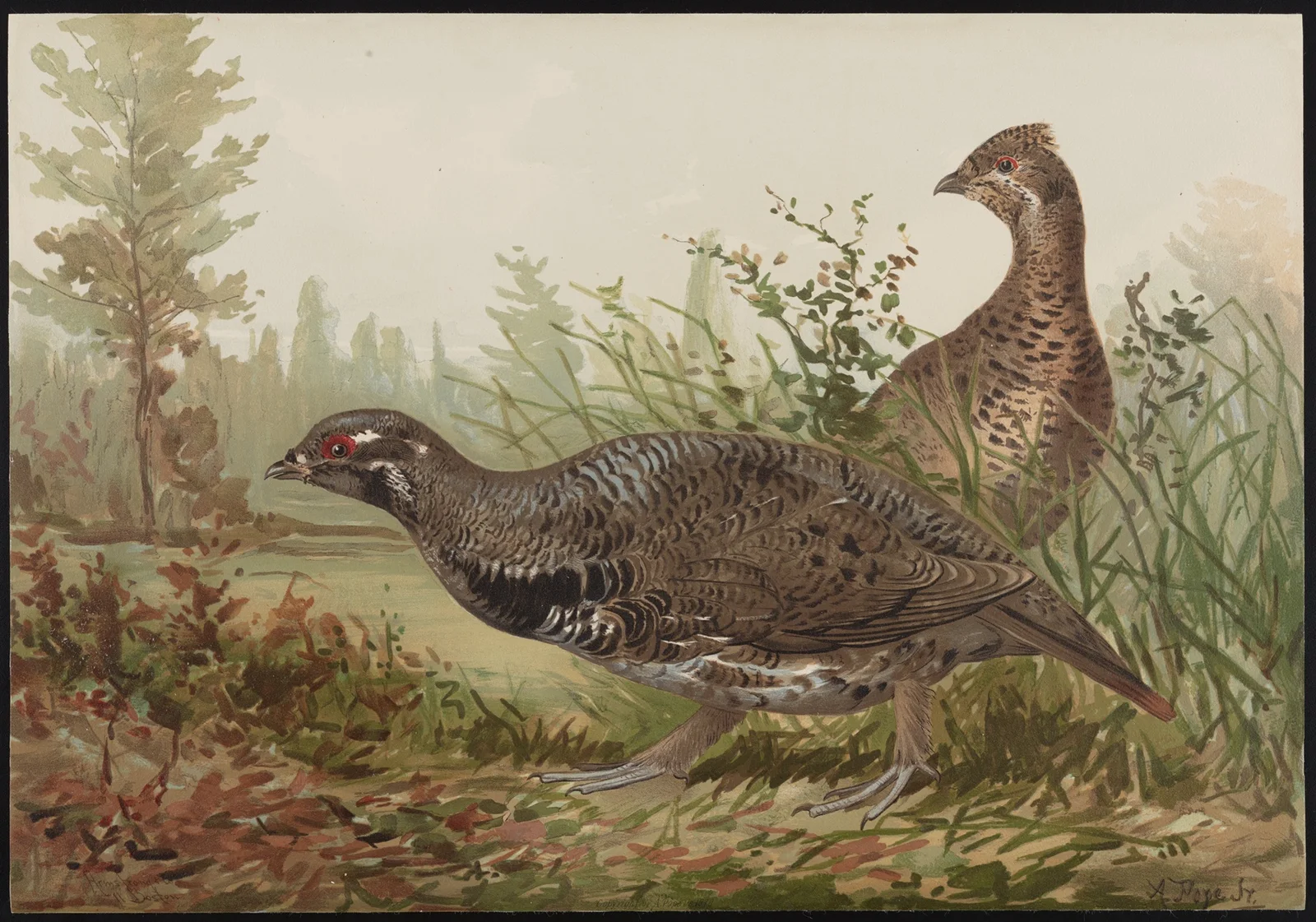 The Canada grouse (Tetrao canadensis) av Alexander Pope Jr.