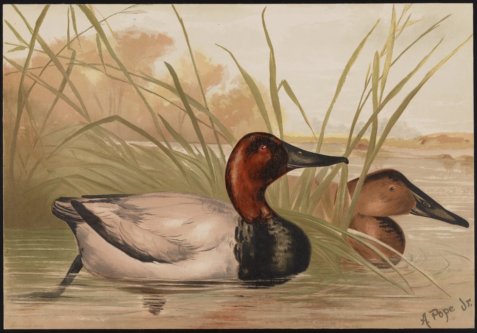 The canvas-back duck (Fuligula vallisneria) av Alexander Pope Jr.