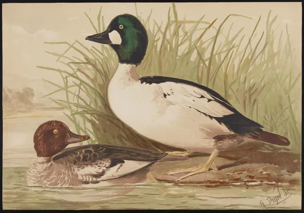 The golden-eye or whistler (Bucephala clangula) av Alexander Pope Jr.