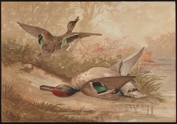 The green-winged teal (Querquedula carolinensis) av Alexander Pope Jr.