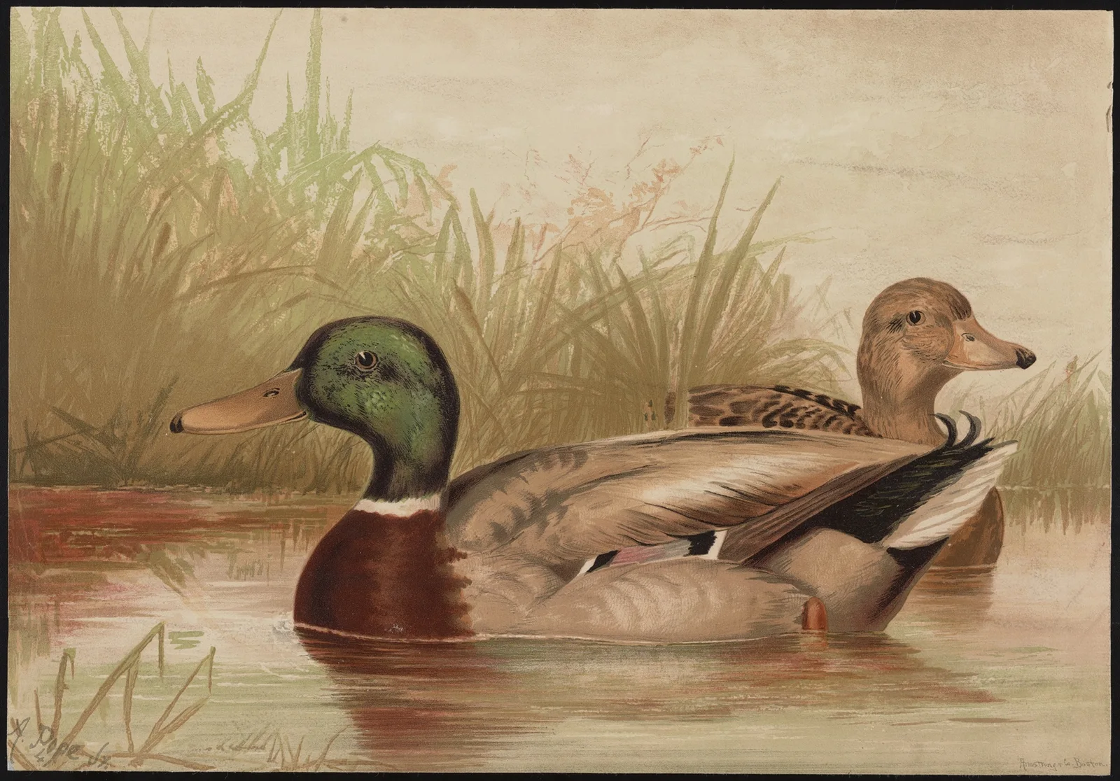 The mallard duck (Anas boschas) av Alexander Pope Jr.