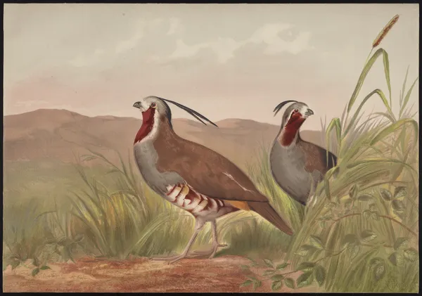 The mountain quail (Oreortyx pictus) av Alexander Pope Jr.