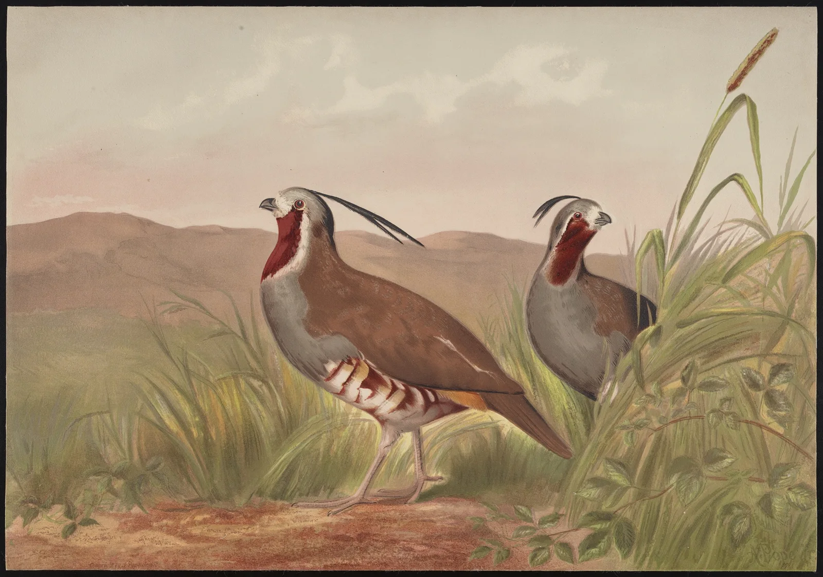 The mountain quail (Oreortyx pictus) av Alexander Pope Jr.