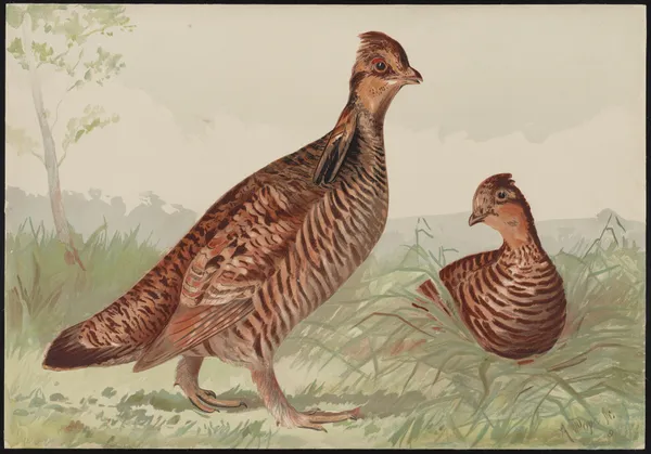 The pinneated grouse (Cupidonia cupido) av Alexander Pope Jr.