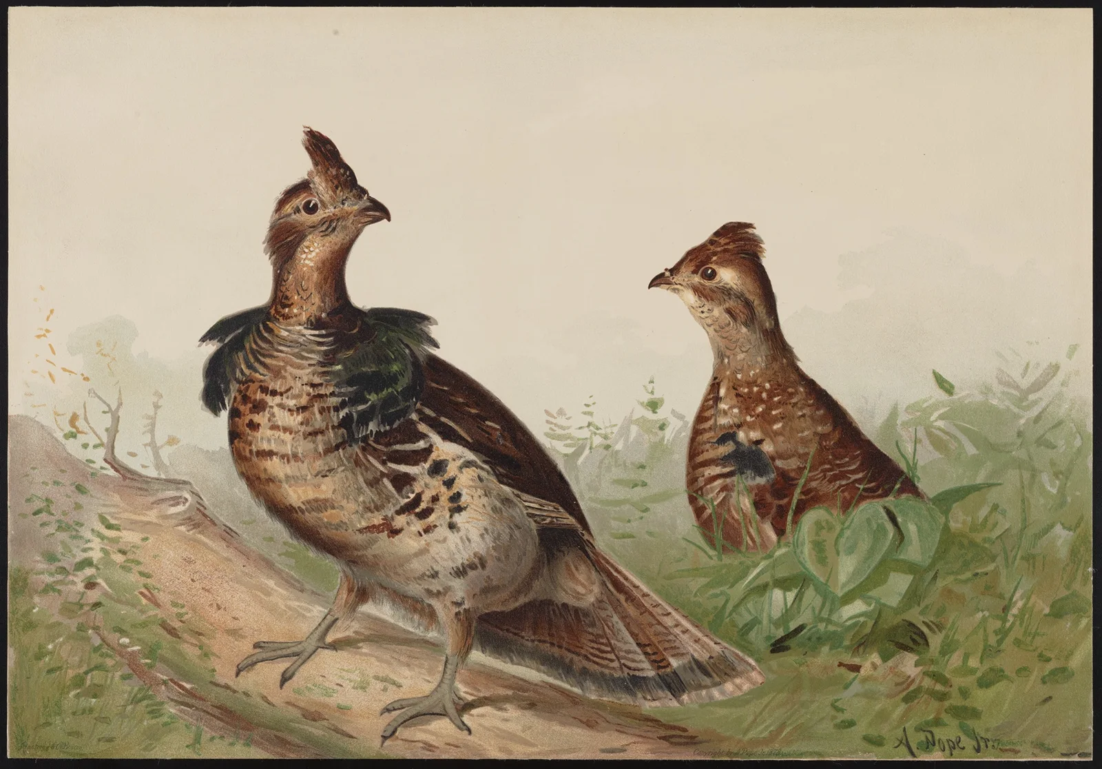 The ruffed grouse (Bonasas umbellus) av Alexander Pope Jr.