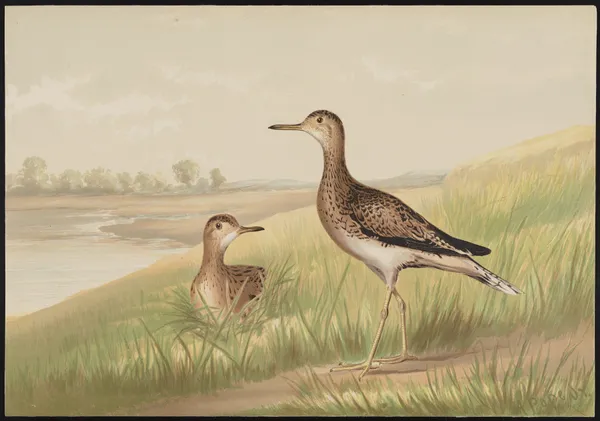The upland plover (Actiturus Bartramius) av Alexander Pope Jr.