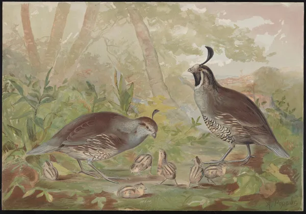 The valley quail (Lophortyz Californica) av Alexander Pope Jr.