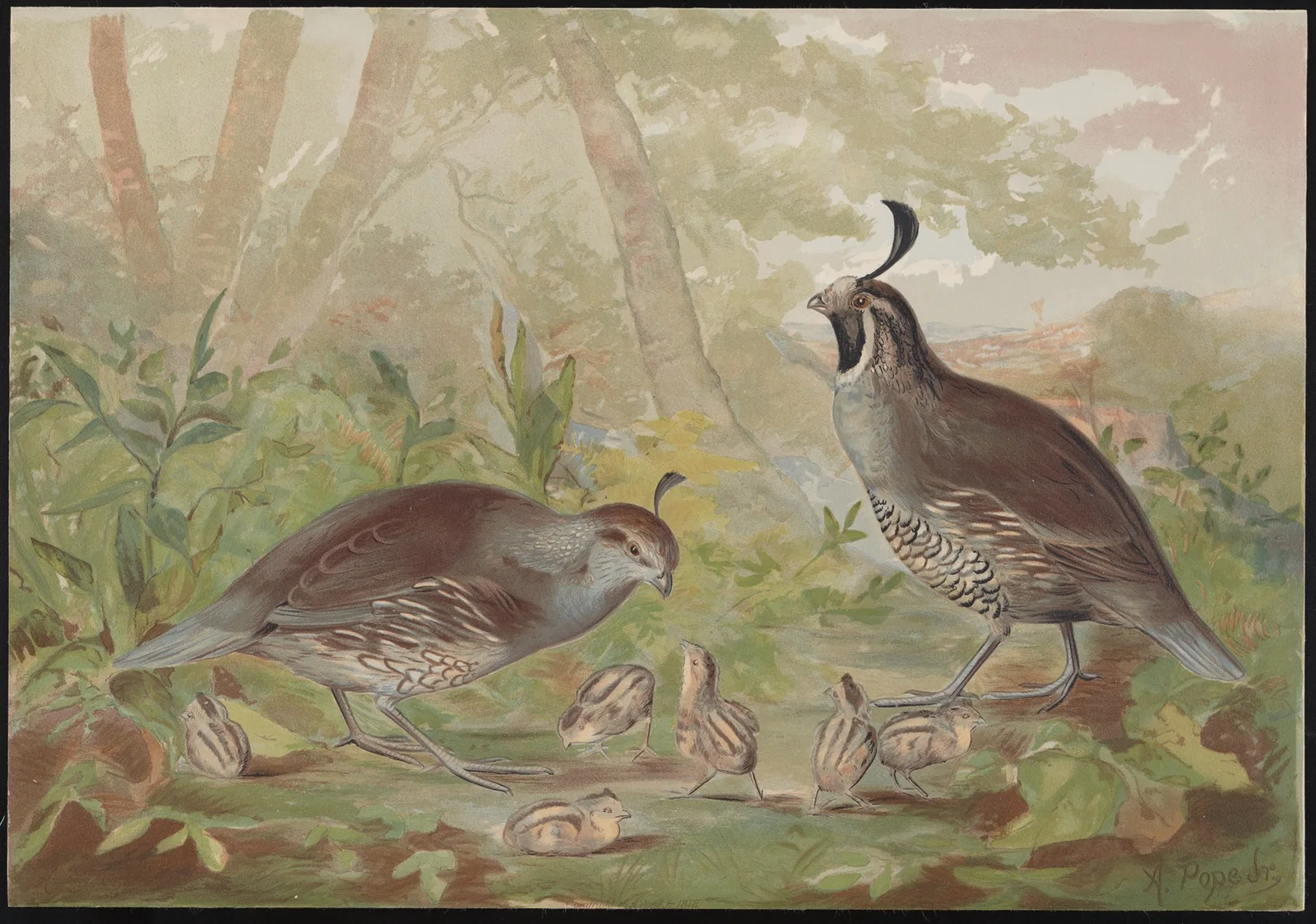 The valley quail (Lophortyz Californica) av Alexander Pope Jr.