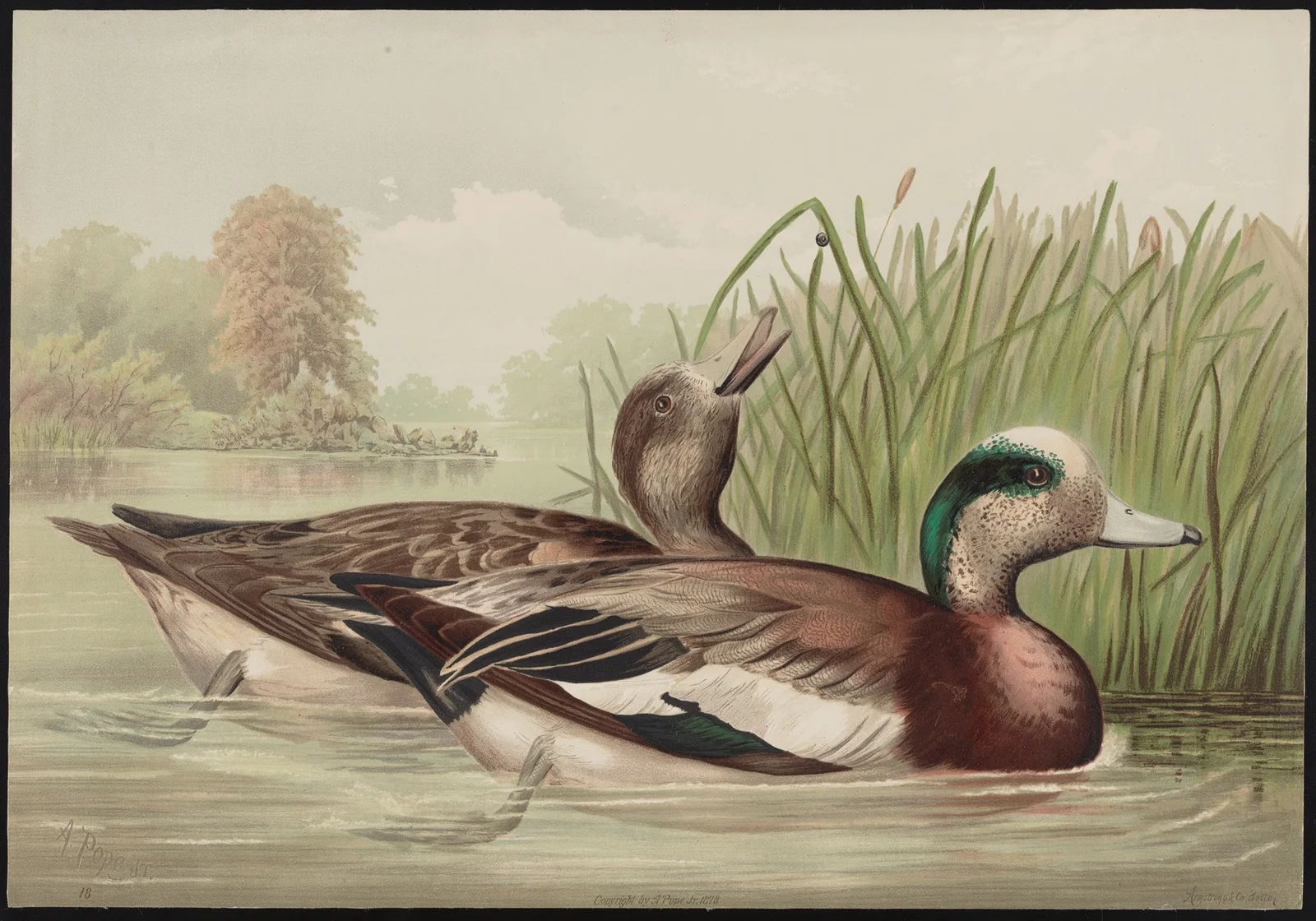 The widgeon (Mareca Americana) av Alexander Pope Jr.