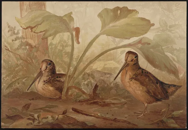 The woodcock (Philohela minor) av Alexander Pope Jr.
